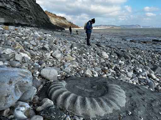 Large ammonite fossil embedded on a rocky beach.