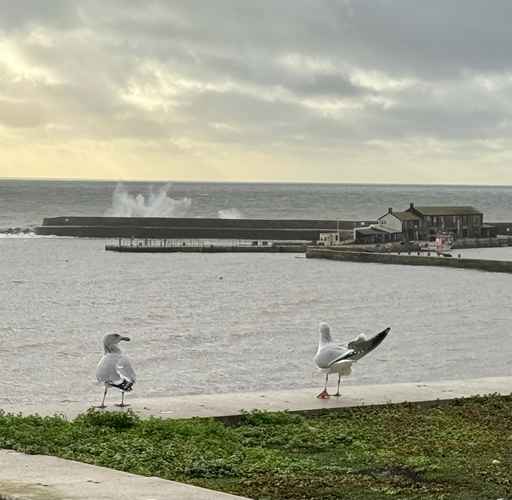 Seagulls perched on a wall with crashing ocean waves.