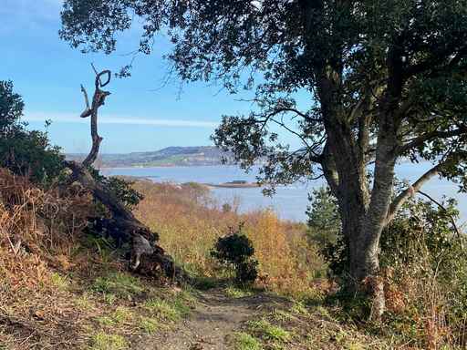 Coastal view seen through trees along a woodland trail.